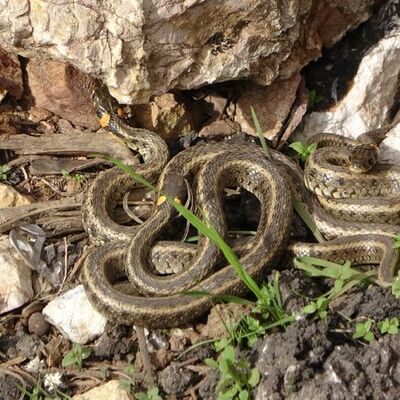 Brezilya değil Hakkari! Sürü halinde güneşleniyorlar