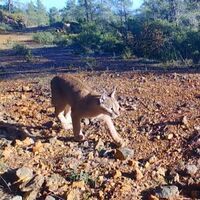 Nesli tükenme tehlikesi aldında... Fotokapanla görüntülendi