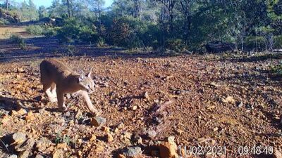 Nesli tükenme tehlikesi aldında... Fotokapanla görüntülendi