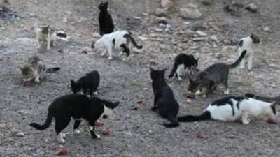 Vicdansızlar durmuyor! Yine zehirlediler