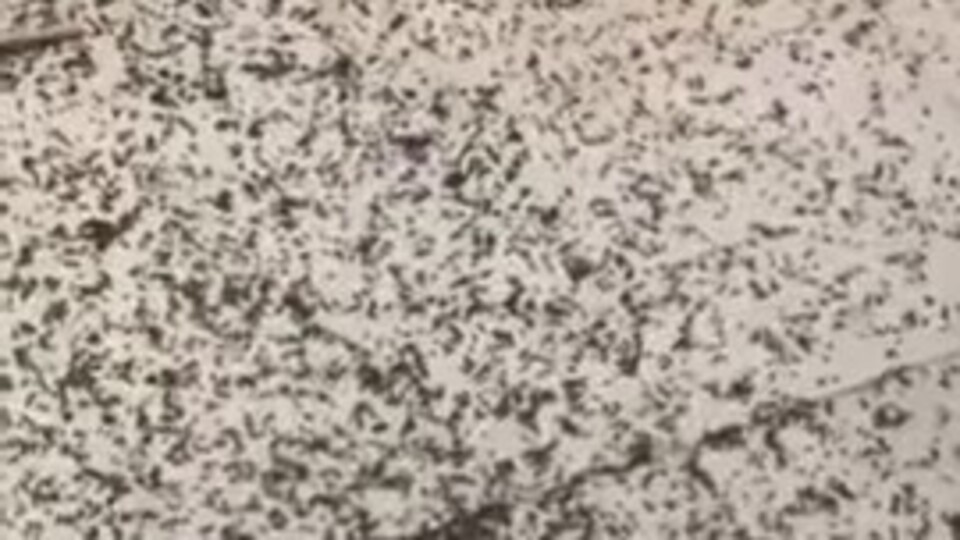 Böcek İstilası korkutuyor! İşte görüntüler