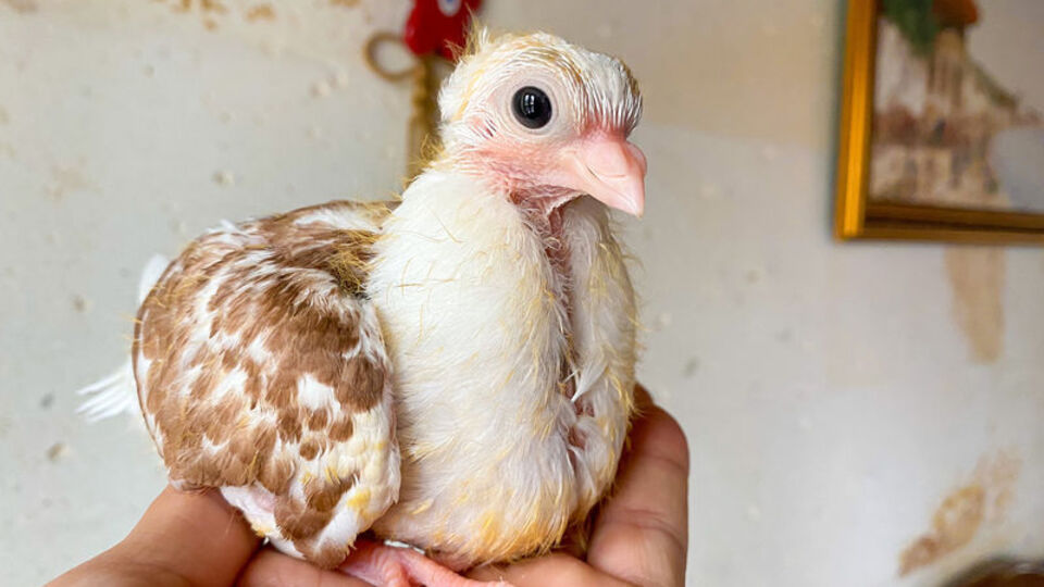 Ölmek üzereyken kurtardı... Şaşırtan dostluk