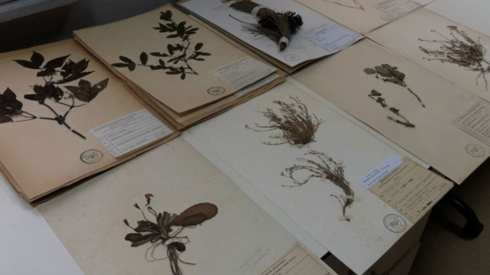 Türkiye'nin bitki kütüphanesi... 37 bin örnek var