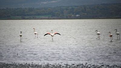 Tarihi Gelibolu Yarımadası flamingolarla ayrı güzel
