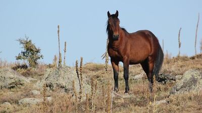 100 kayıp at! Dörtyol Belediye Başkanı MHP'den istifa etti