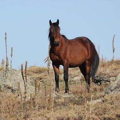 100 kayıp at! Dörtyol Belediye Başkanı MHP'den istifa etti