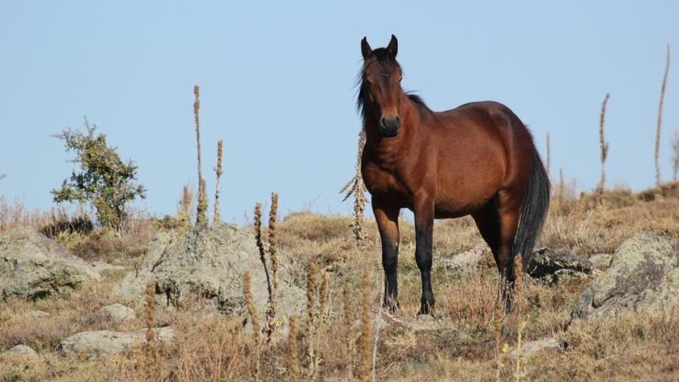 100 kayıp at! Dörtyol Belediye Başkanı MHP'den istifa etti