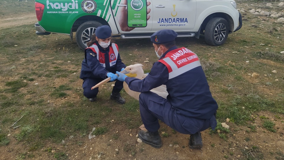 Yaralı pelikana jandarma şefkati