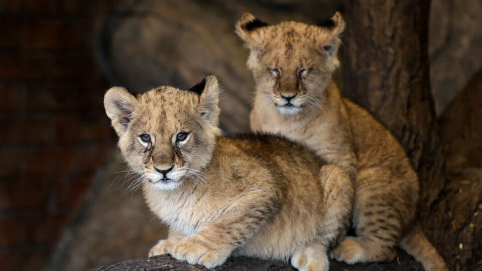 Yılın ilk yavru aslanları isimlerini seçti