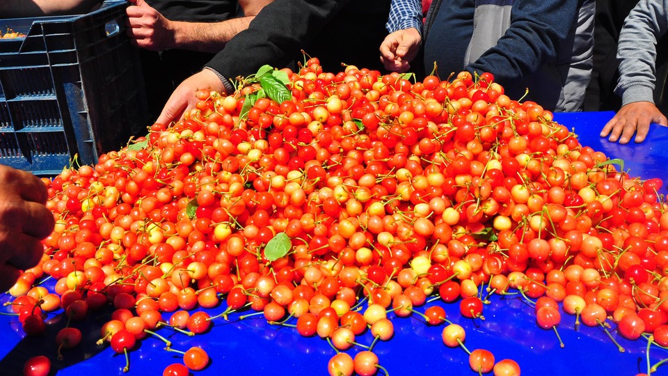 Kilosu 500 TL'den alıcı buldu