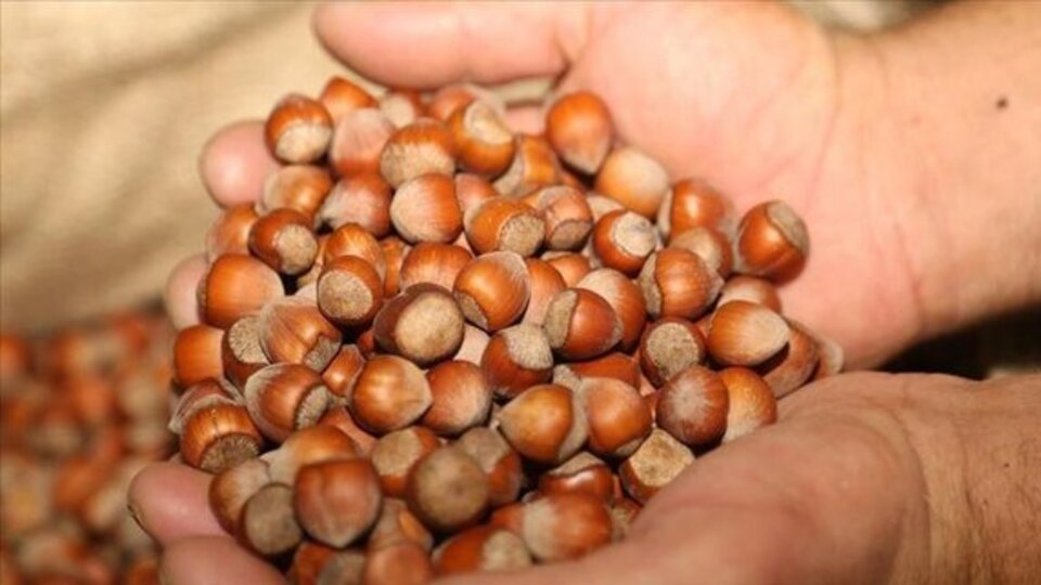 İl il fındık fiyatları