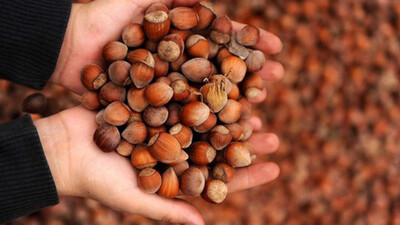 İl il fındık fiyatları