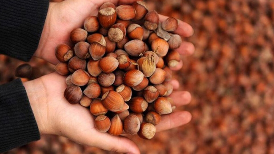 İl il fındık fiyatları