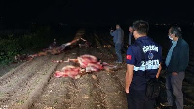 Tarlada 3 at, kesilmiş halde bulundu
