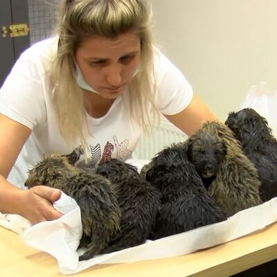 Foseptik çukuruna attılar! Bu yapılır mı?