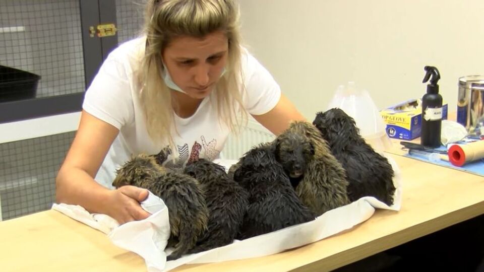 Foseptik çukuruna attılar! Bu yapılır mı?