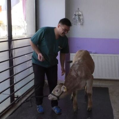 Kars’ta şoke eden olay! Buzağılarda koronavirüs!