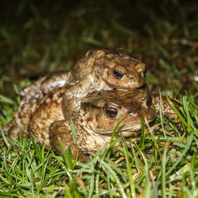 5 bin yıllık üreme göçü! Sırtlarında taşıyorlar