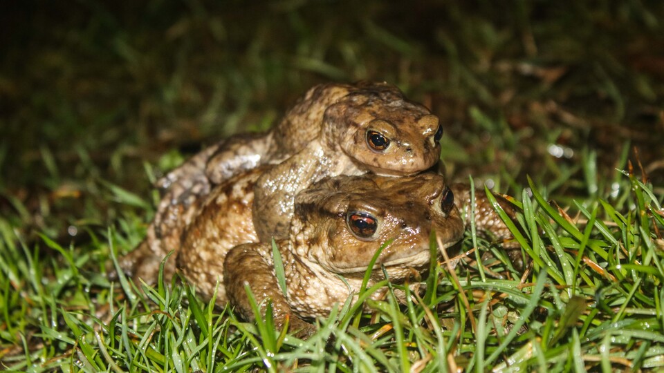 5 bin yıllık üreme göçü! Sırtlarında taşıyorlar