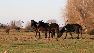 100 at skandalında şebeke iddiası