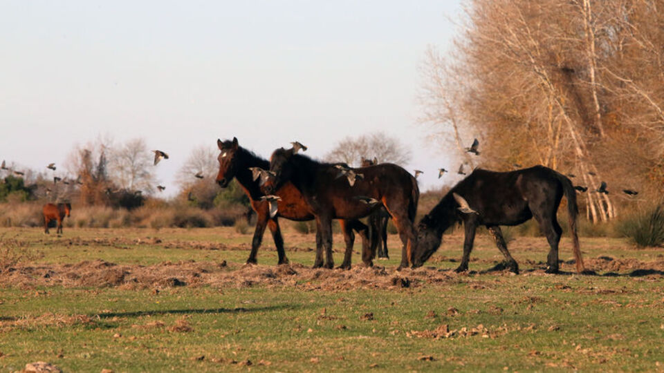100 at skandalında şebeke iddiası