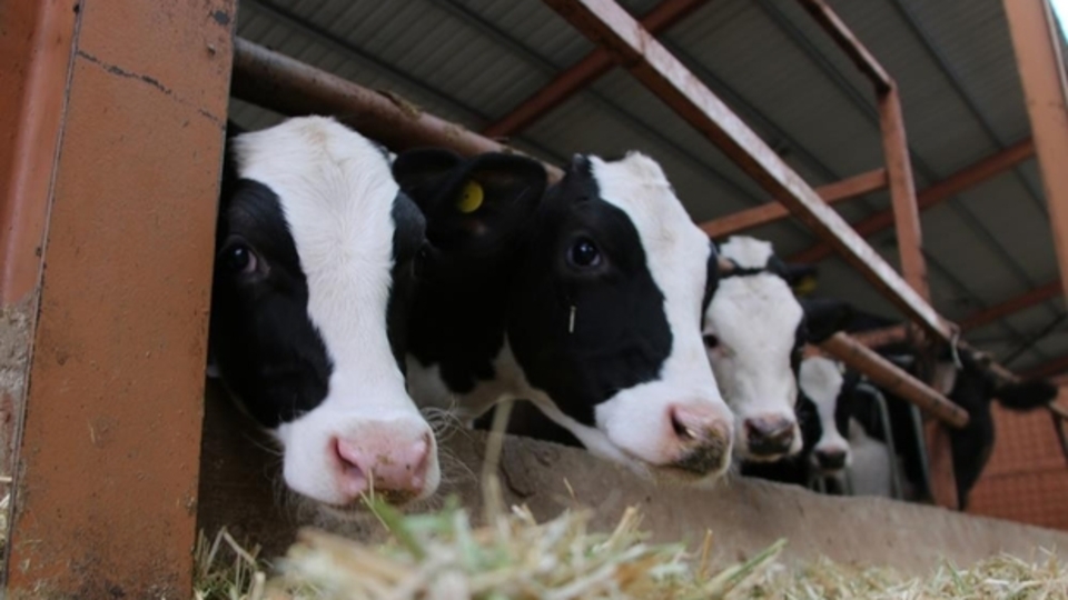 Hayvancılık destek ödemeleri başladı!