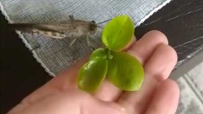 Yaralı çekirgeye evlerini açtılar