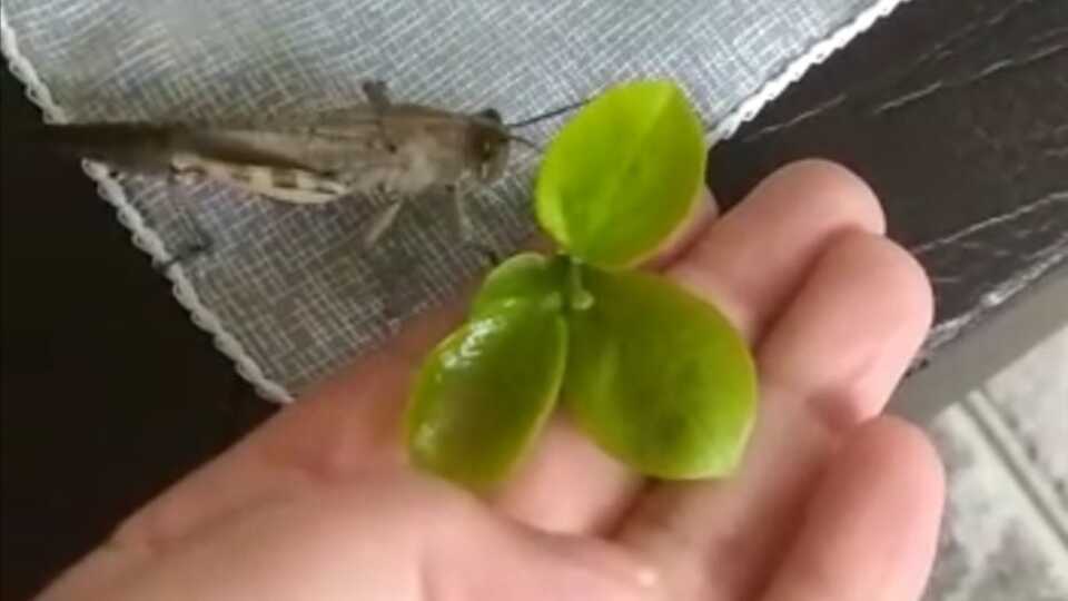 Yaralı çekirgeye evlerini açtılar