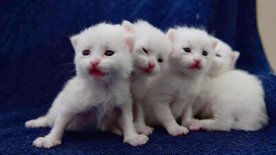 Yavru Van kedilerine yoğun ilgi