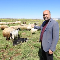 'Coine değil koyuna yatırım yapın'