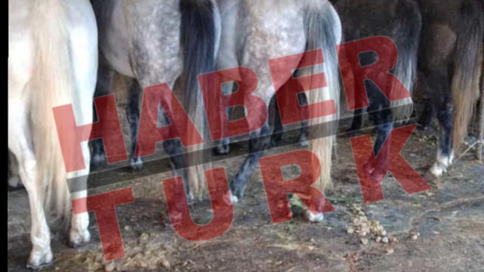 İşte o atlar!