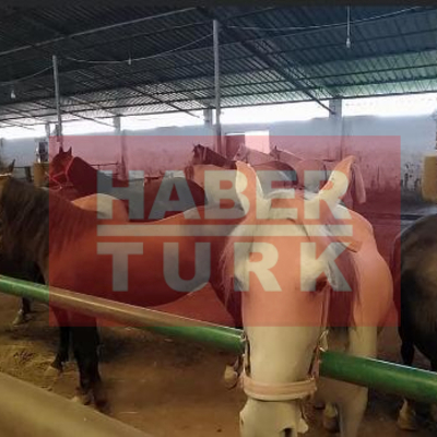 Hibe edilen 149 at