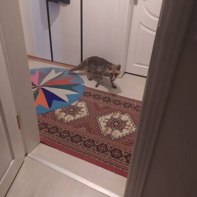 Evine kadar takip etti... O anları kaydetti