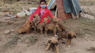 10 yavru köpeğin gönüllü bakıcısı oldu