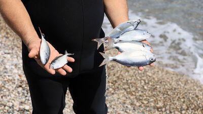 Antalya'da balık skandalı! Zehirli ekmekle balık avı