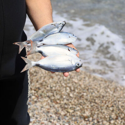 Antalya'da balık skandalı! Zehirli ekmekle balık avı