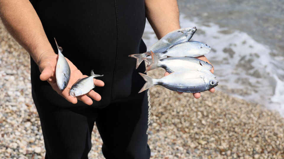 Antalya'da balık skandalı! Zehirli ekmekle balık avı