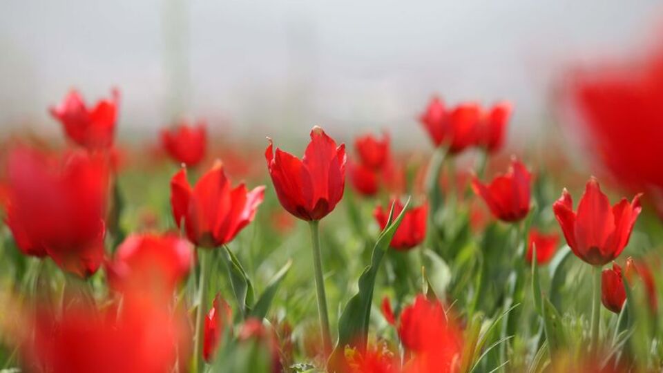 Doğal olarak yetişiyor... Her yer kıpkırmızı oldu!