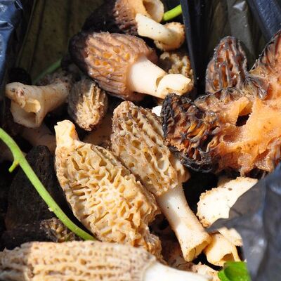 Ormanda rastlanıyor! Kilosu 200 lira