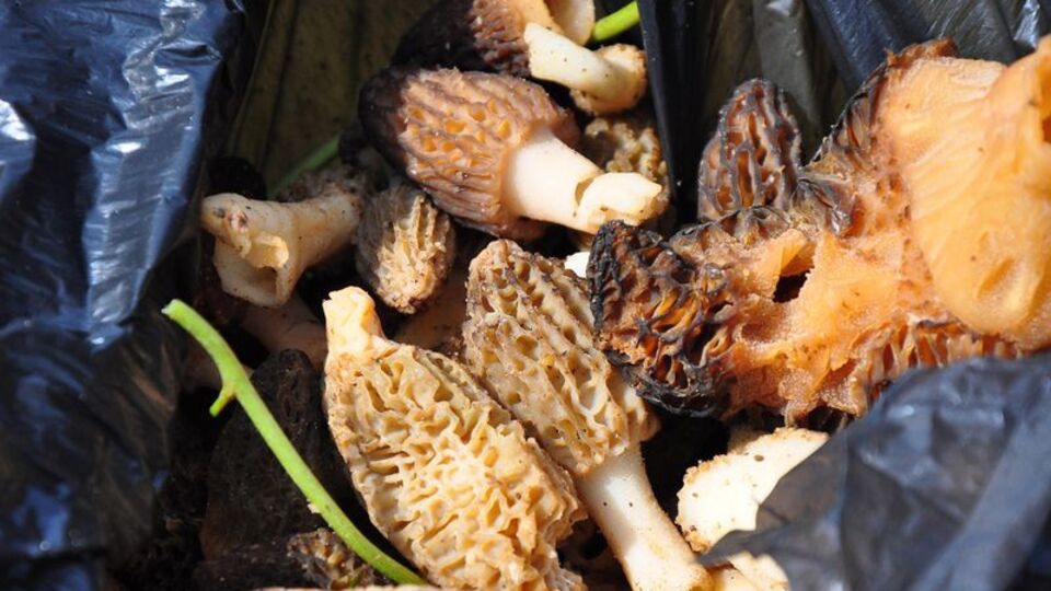 Ormanda rastlanıyor! Kilosu 200 lira