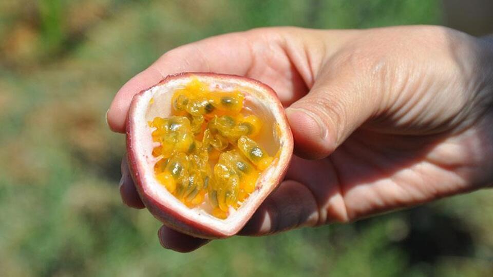 Antalya'dan tropikal atak