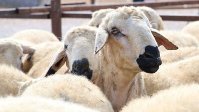 2021 Kurban Bayramı ne zaman, hangi günlerde?