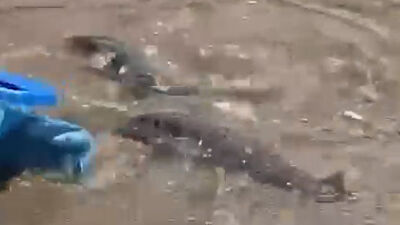 Balon balıkları Alanya sahilinde görüntülendi