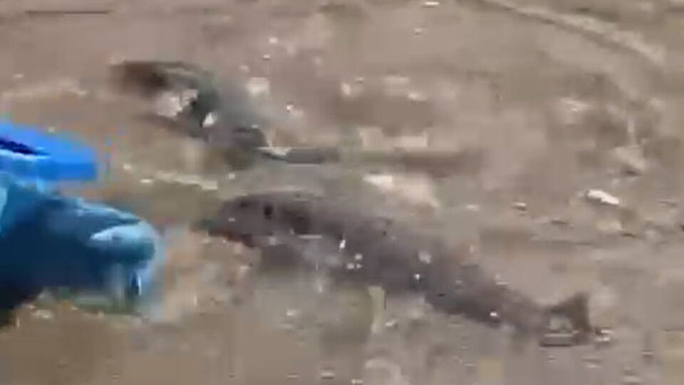 Balon balıkları Alanya sahilinde görüntülendi