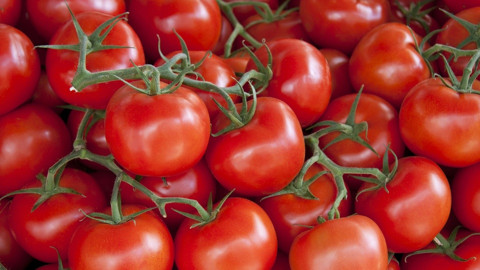 Domatesin fiyatı 1 ayda yüzde 20 arttı