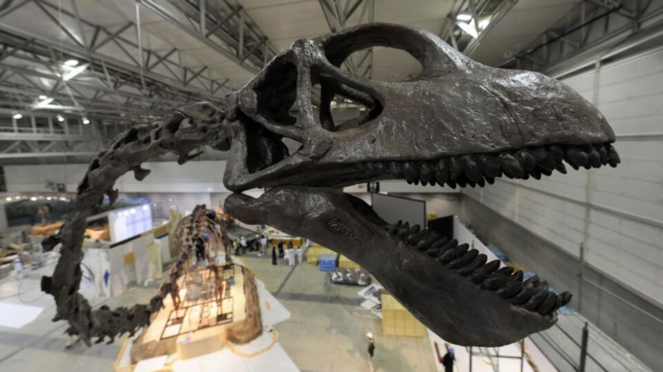 Amatör fosil toplayıcısı bulmuştu... Kayıtlara geçti