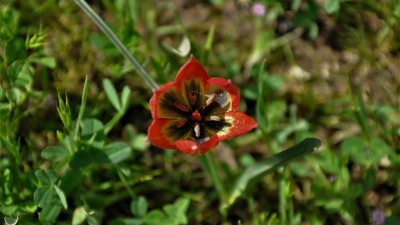 Yılda sadece bir kez açıyor! Bu çiçeği sakın koparmayın