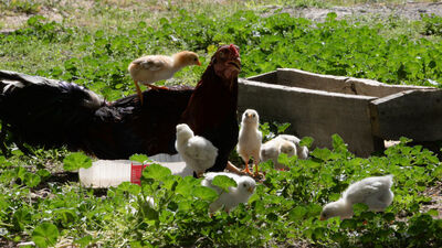 Kuluçkaya tavuk yerine oturdu, annelik yapıyor