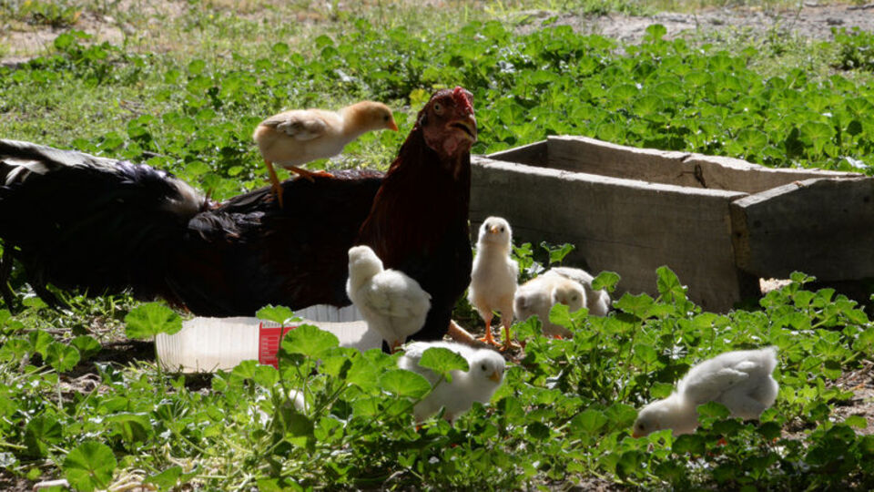 Kuluçkaya tavuk yerine oturdu, annelik yapıyor