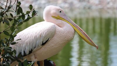 Engelli pelikanların yuvası oldu